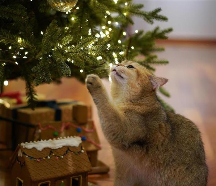 Decorated Christmas tree with a cat staring playfully at the decorations